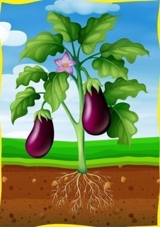 Вершки и корешки раскраска