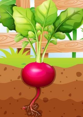 Сказка медведь вершки корешки