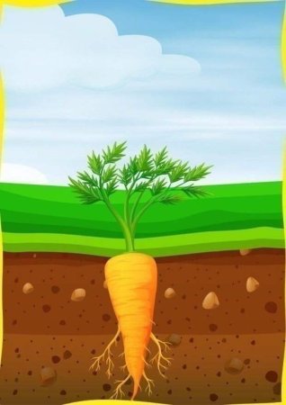 Овощи вершки и корешки