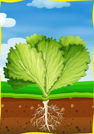 Сказки вершки и корешки