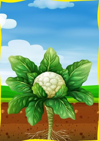 Мужик и медведь вершки и корешки