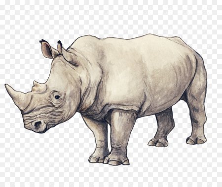 Носорог рисунок детский (52 фото)