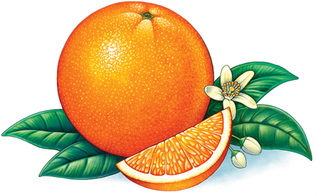 Апельсин рисунок