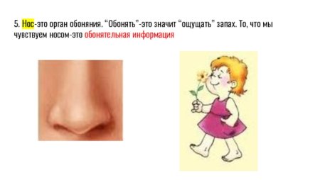 Нос чувствует запахи