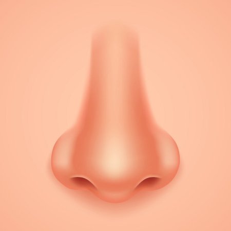 Нос орган обоняния