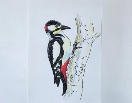 Дятел рисунок