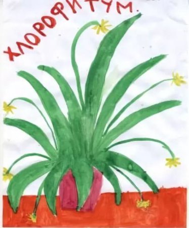 Рисование комнатные растения