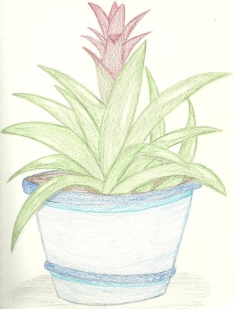Рисование комнатные растения