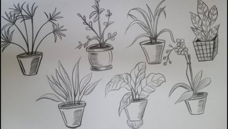 Комнатное растение детский рисунок (49 фото)
