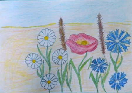 Рисунок полевые цветы детский рисунок (54 фото)