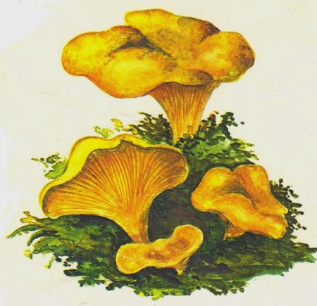 Гриб Лисичка рисунок