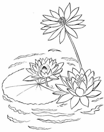 Кувшинка белая водяная Лилия раскраска