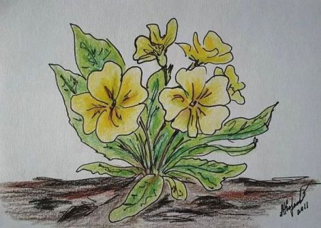 Рисование цветов первоцветов