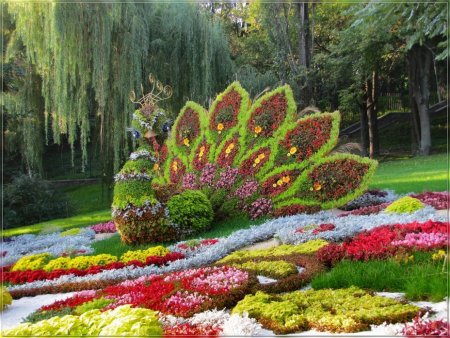 Удивительная красота растений