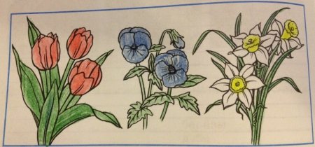 Растения цветника рисунок