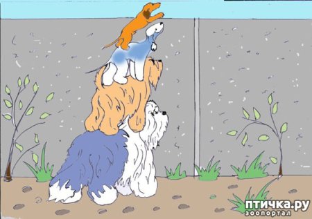 Друг в беде не бросит рисунок