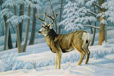 Художник-анималист Пауль Крапф