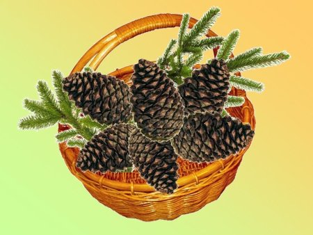 Паустовский корзина с еловыми шишками