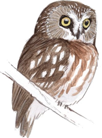 Сова рисунок для детей