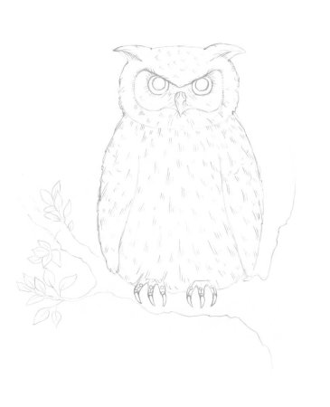 Поэтапное рисование соры