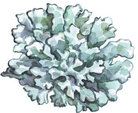 Лишайник пармелия на белом фоне