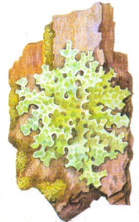 Лишайник рисунок