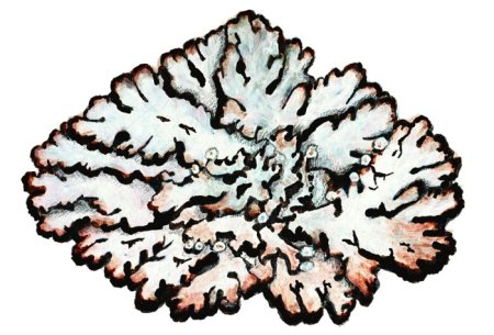 Гипогимния накипной