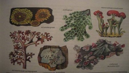 Накипной лишайник рисунок