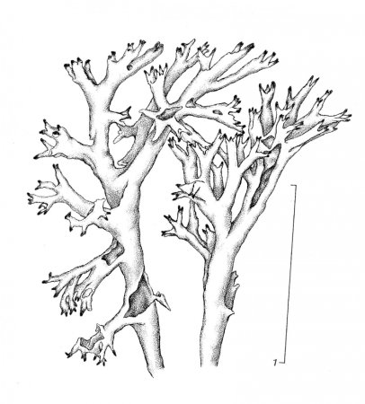 Ягель Олений мох