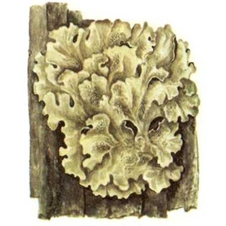 Лишайники 5 класс биология пармелия