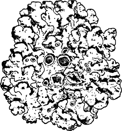 Накипной лишайник рисунок