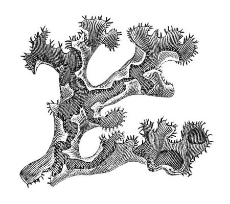 Лишайник гравюра