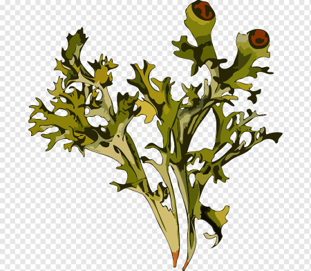 Лишайник исландский мох