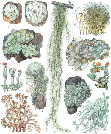 Лишайники средней полосы России