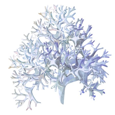 Кустистый лишайник Cetraria islandica