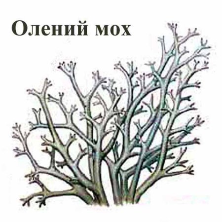 Ягель рисунок