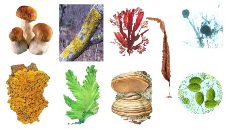 Лишайники Пасечник 5 класс