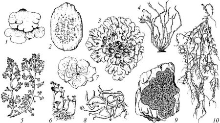 Накипные лишайники