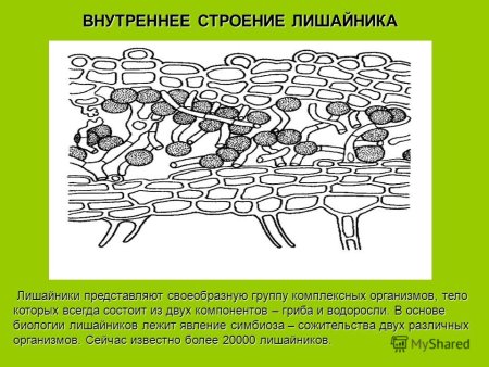 Внутреннее строение лишайника