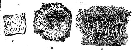 Накипные лишайники схема