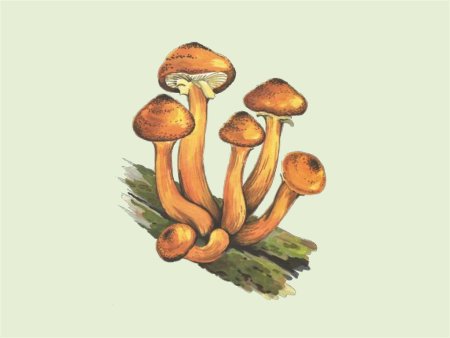 Рисунки грибов