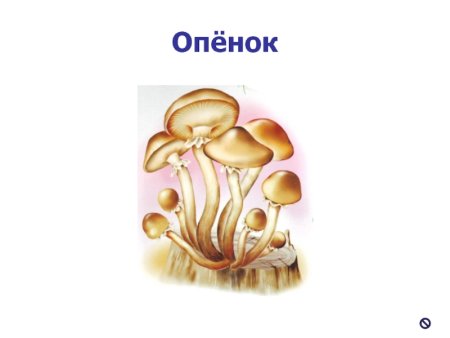 Грибы опята для детей