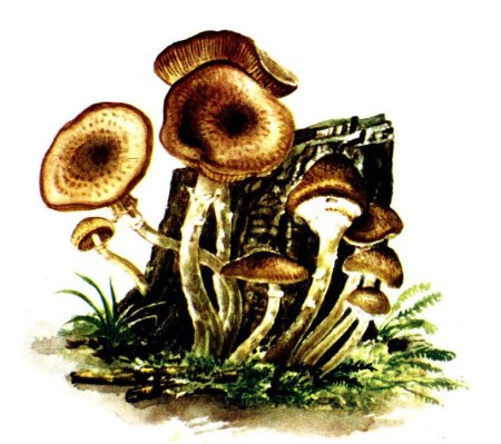 Рисунок гриба опенок осенний