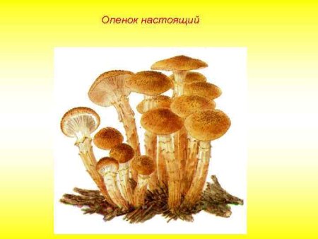 Грибы опята рисунок