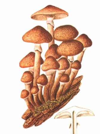 Опенок осенний (Armillariella mellea)