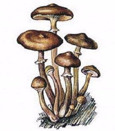 Рисунок гриба опенок осенний