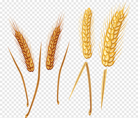 Колоски рожь и пшеница