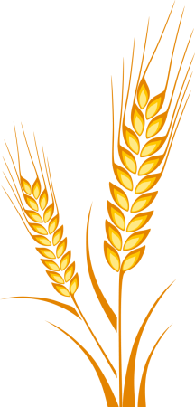 Wheat Barley вектор