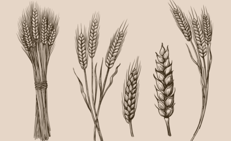 Колос пшеницы карандашом