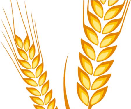 Колоски пшеницы для рисования